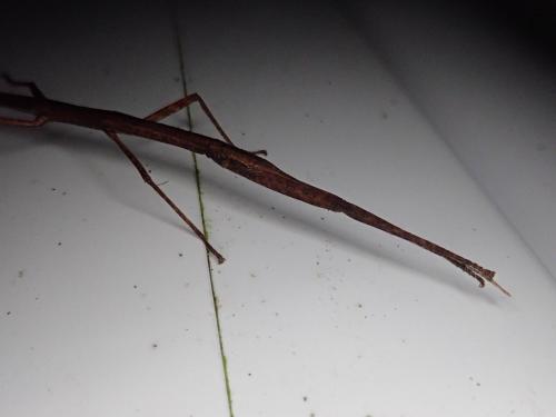Carausius morosus